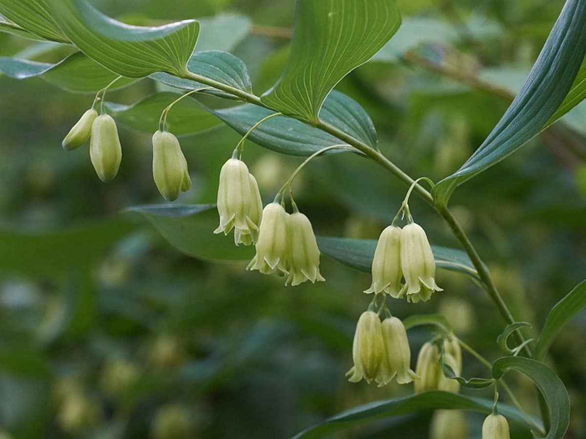 Solomon's Seal Plant Seeds