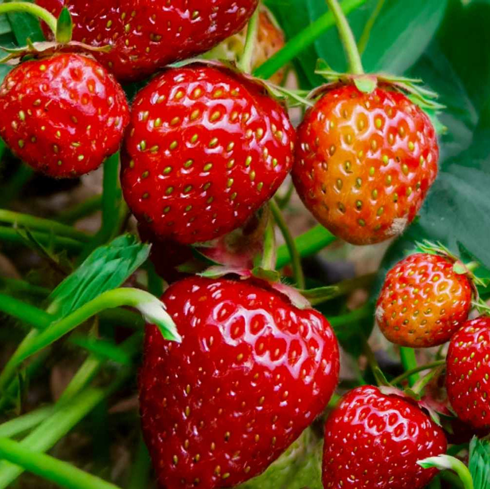 red climbing strawberry seeds Fresh Climbing Strawberry Fruit Seeds for Planting – Heirloom, Non-GMO – Pure Asia Seeds