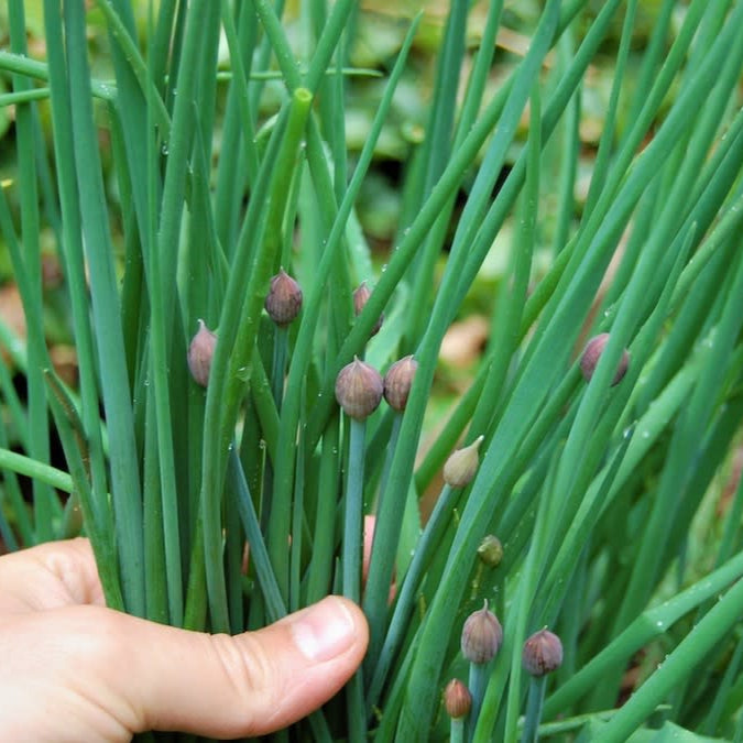 Garlic Chives Herb Seeds