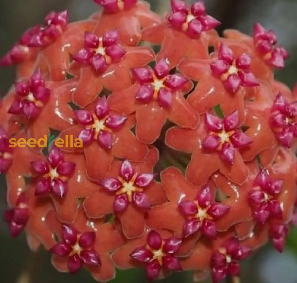 Buy Hoya Flower Seeds for Planting: Mix Variety – Pure Asia Seeds