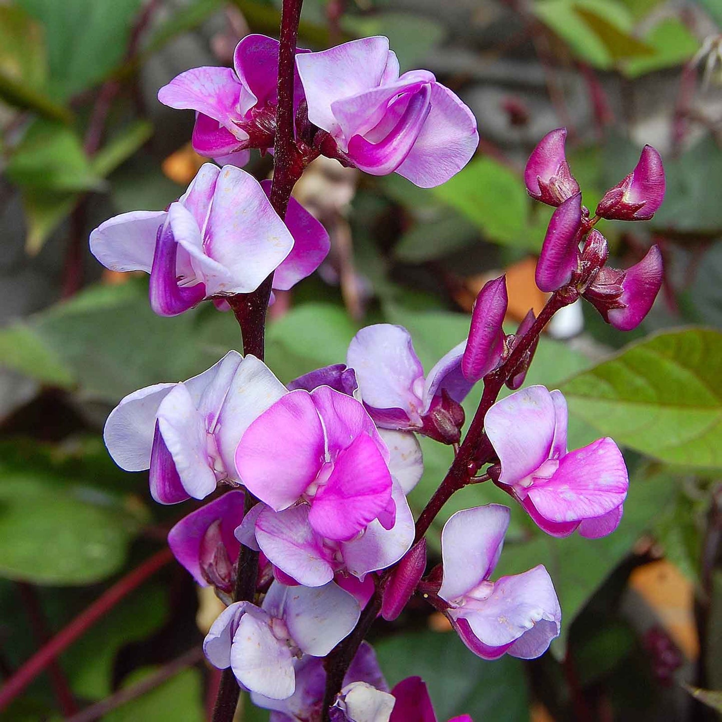 Purple Hyacinth Bean Vegetable Seeds