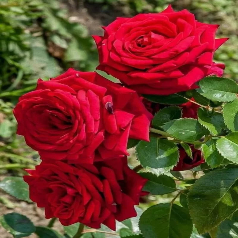 buy rose seeds Hybrid Rose Flower seeds for Planting Sun Loving Heirlo