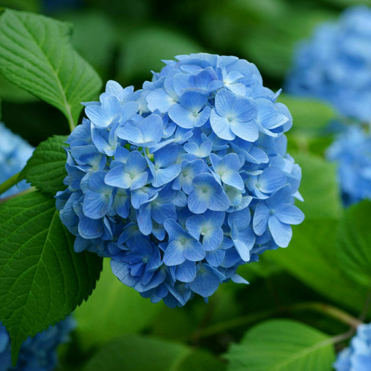 Blue Hydrangea Flower Seeds for Planting – Heirloom, Non-GMO, Perennial, Shade-Tolerant