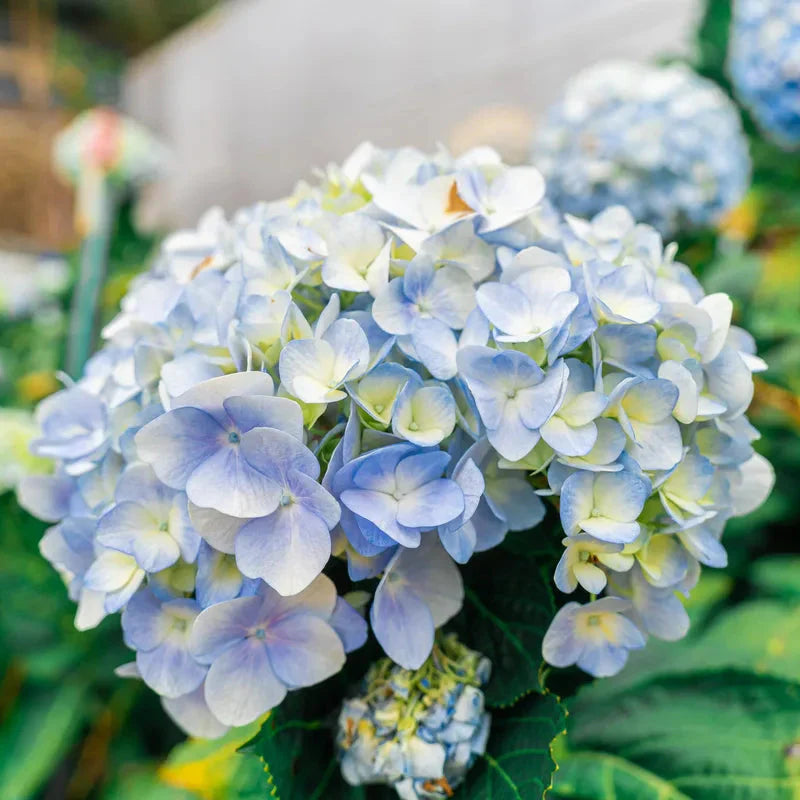 Blue White Hydrangea Flower seeds for Planting - Shade Tolerant, Heirloom & GMO Free Seeds for Home Garden
Sale for planting in home garden