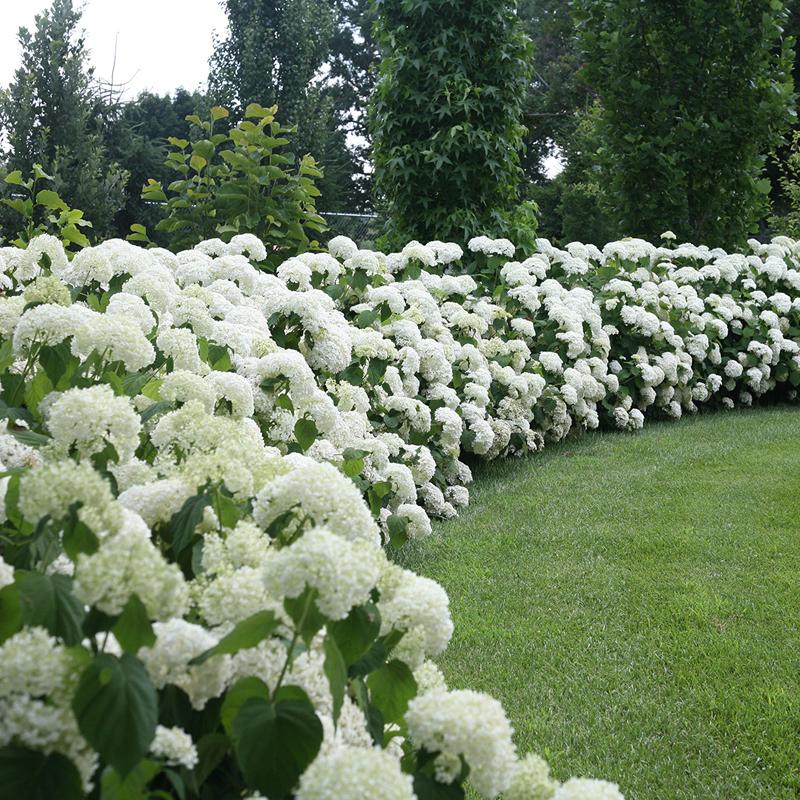 Hydrangea Flower seeds for Planting - Premium Quality, Heirloom & GMO Free Seeds for Home Garden
Sale for planting in home garden.