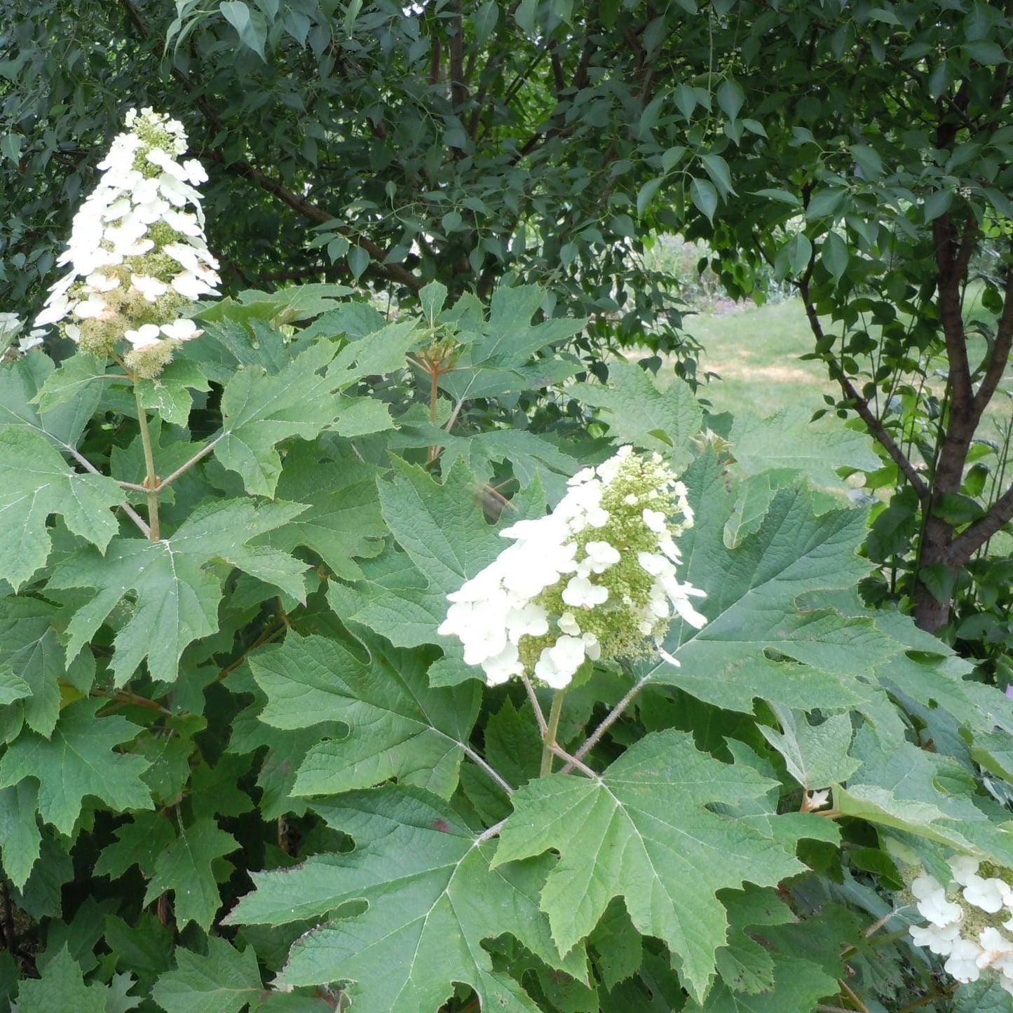 Graines de fleurs d'Hydrangée Oakleaf