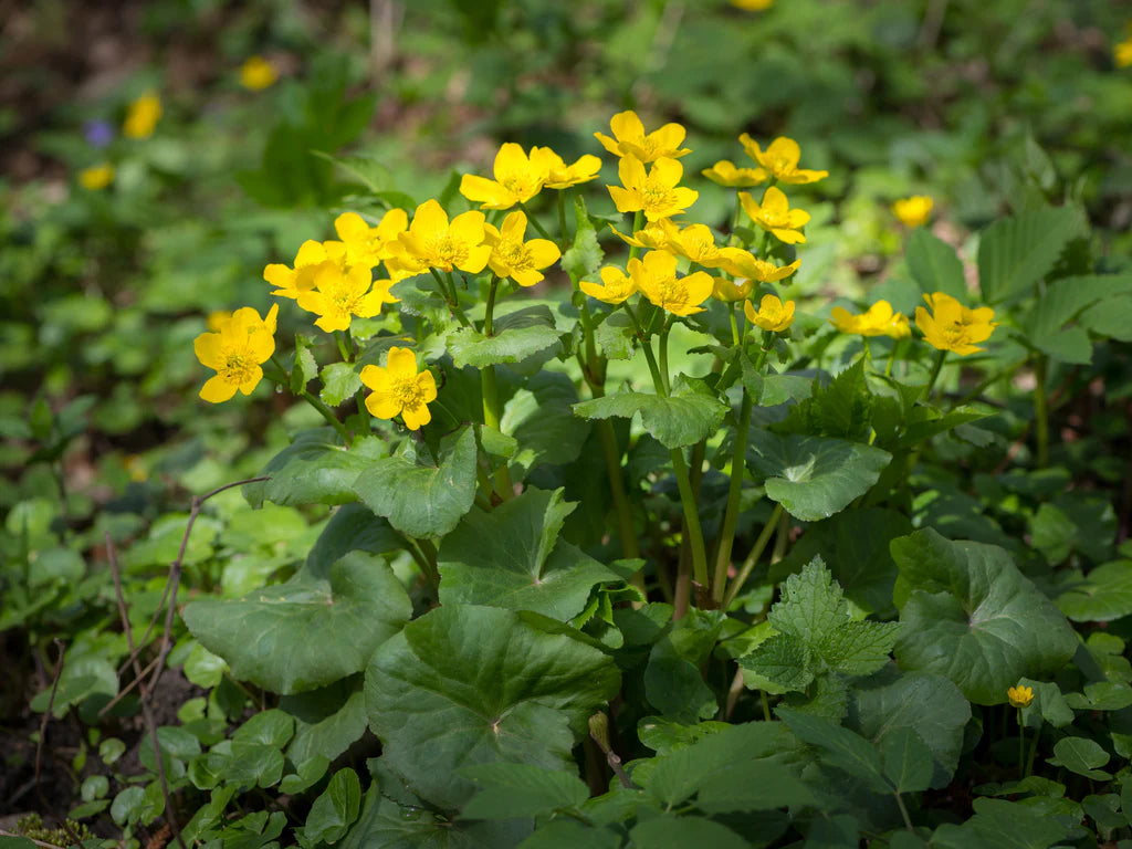 Swamp Marigold Flower Seeds