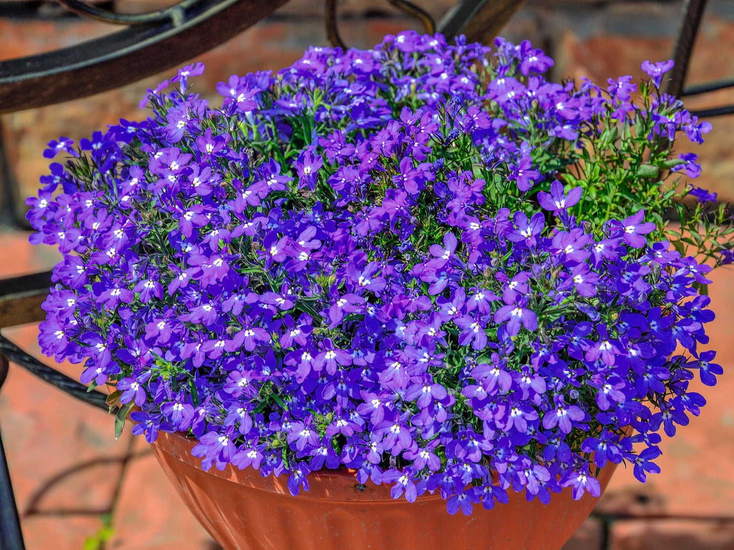 Lobelia Flower Seeds