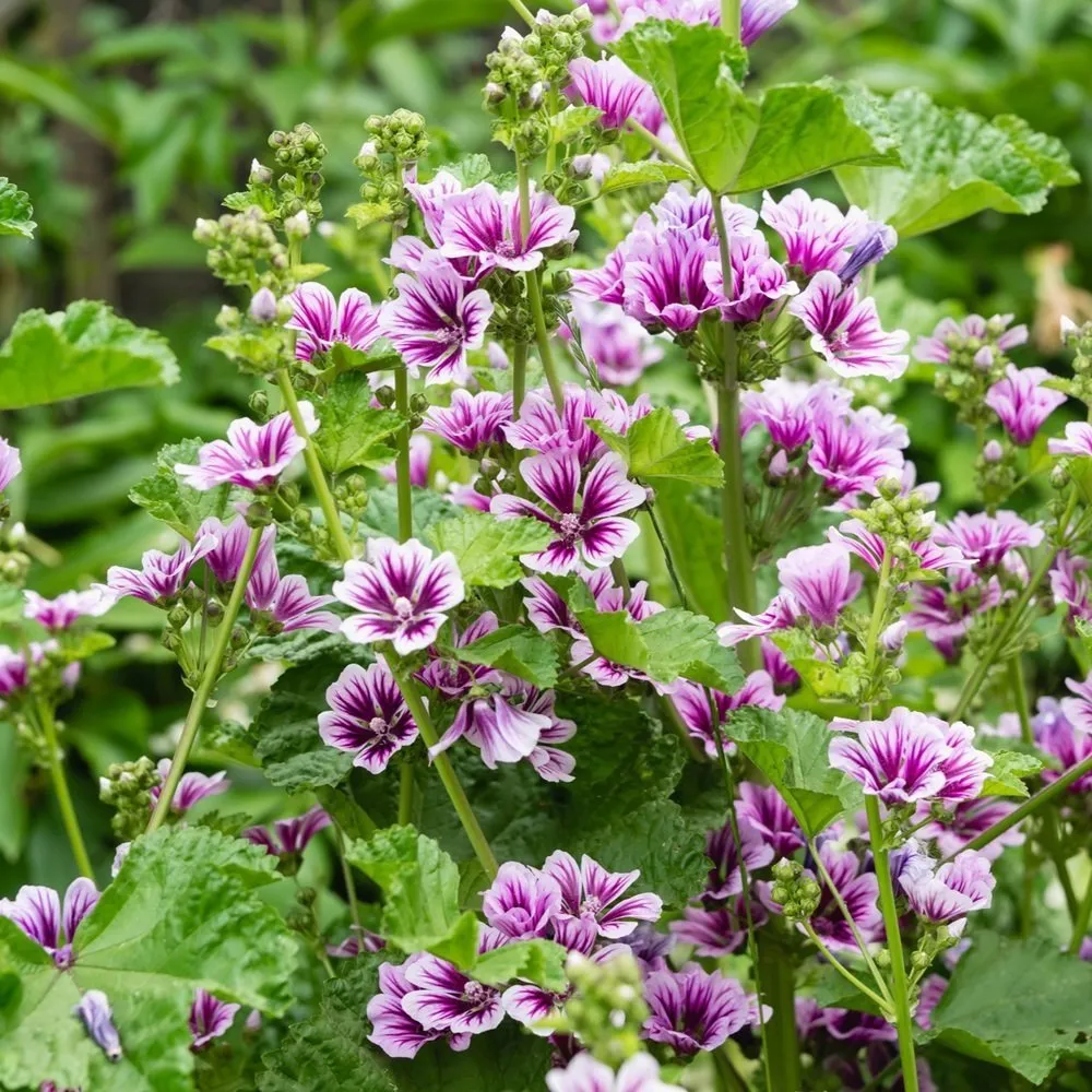 Zebra Mallow Flower Seeds