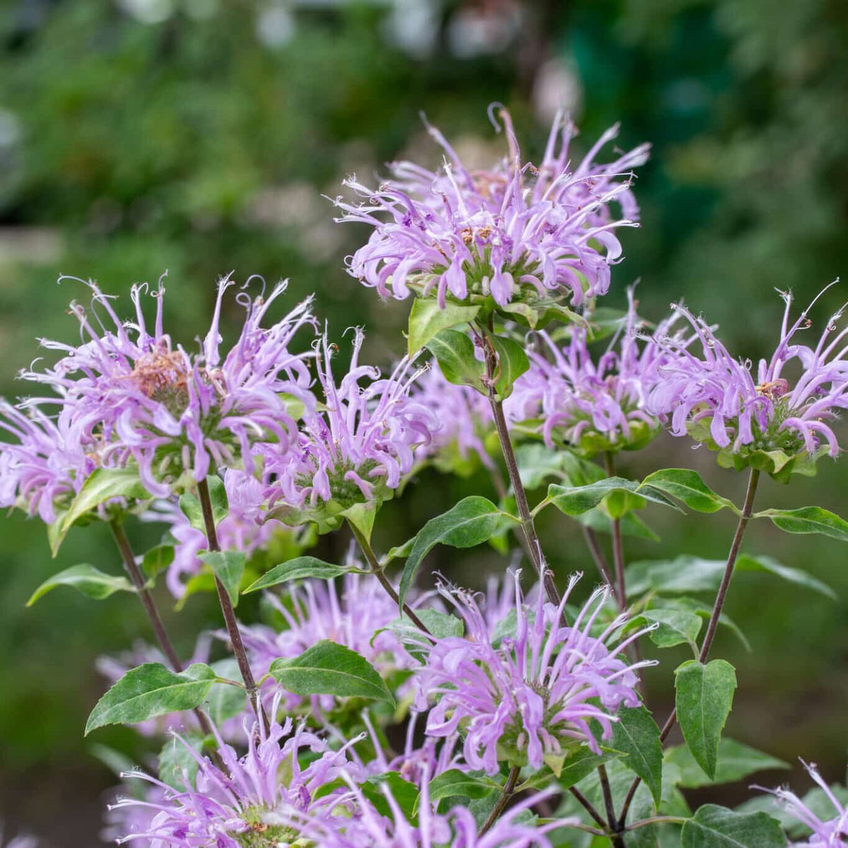 Violet Bergamot Flower seeds for Planting - Hardy Variety, Heirloom & GMO Free Seeds for Home Garden
Sale for planting in home garden