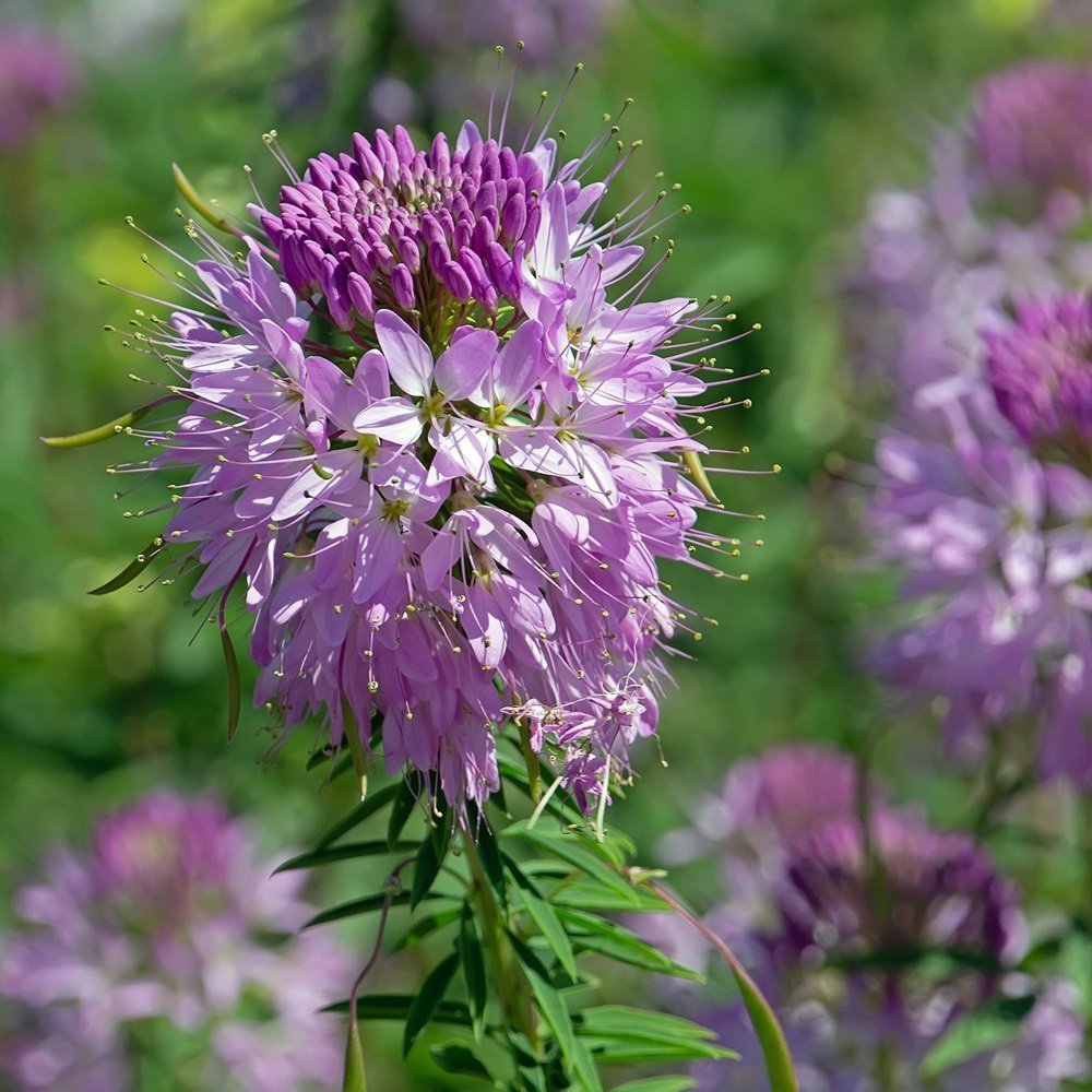 Cleome Serrulata Flower Seeds for Planting – Heirloom, Non-GMO, Easy to Grow, Annual