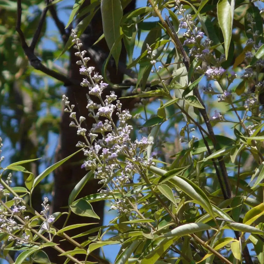 Lace-Leaved Vitex Herb Seeds