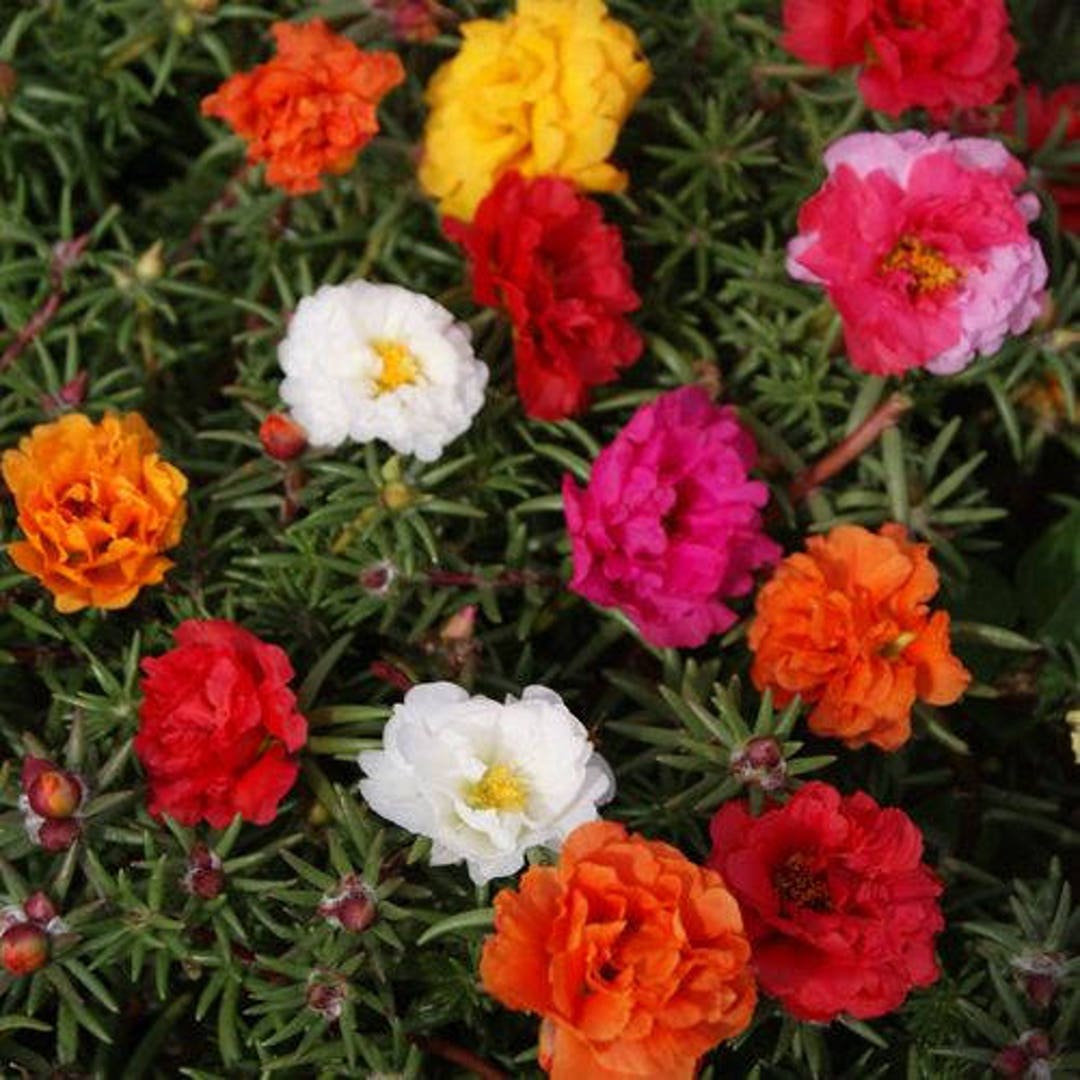 Portulaca Moss Flower seeds for Planting - Shade Tolerant, Heirloom & GMO Free Seeds for Home Garden
Sale seeds for planting in home garden