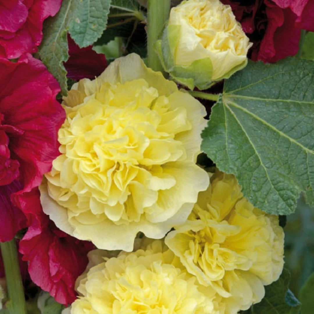 Yellow Hollyhock Flower Seeds