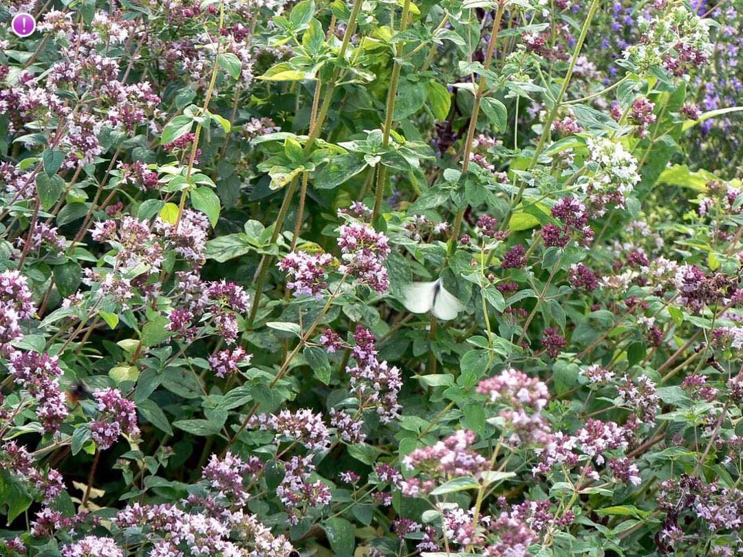 Origanum Vulgare Herb Seeds