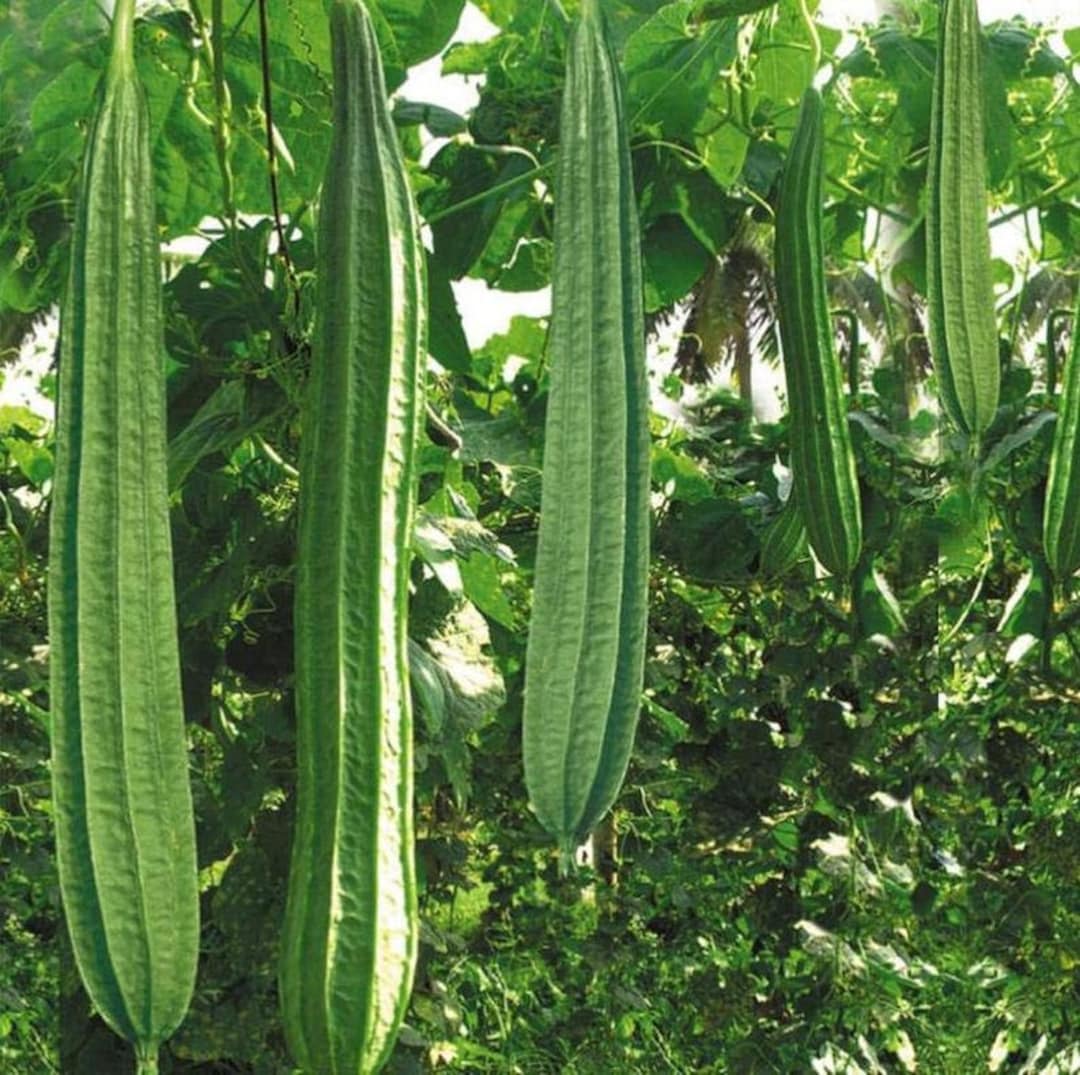 Luffa Angled Loofah Vegetable Seeds