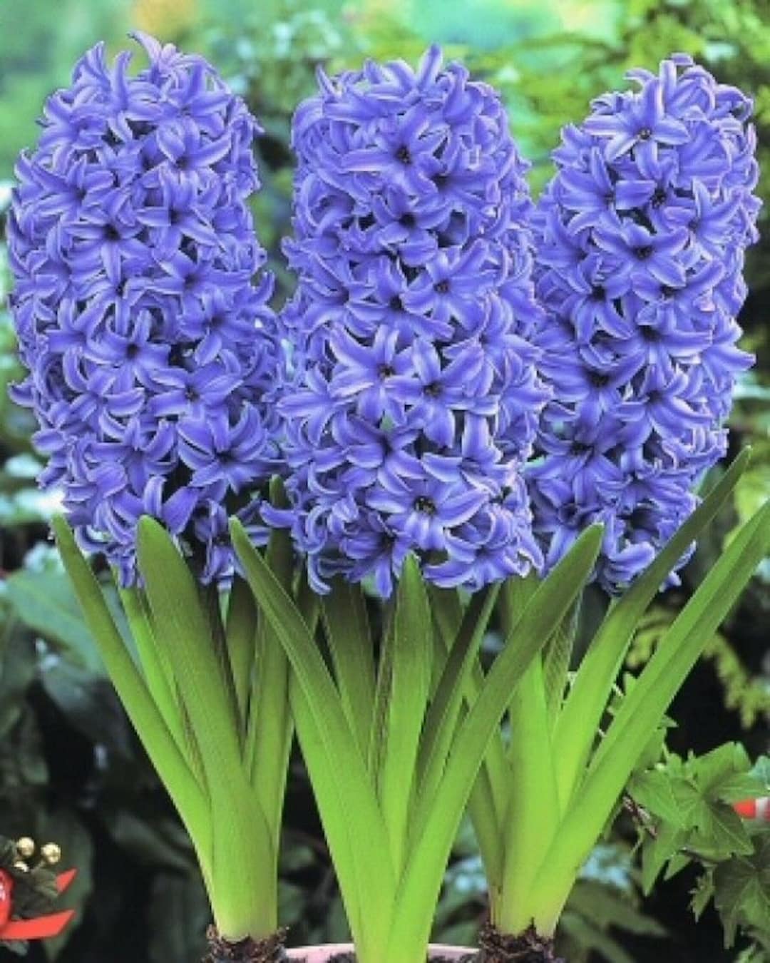 Sky Blue Hyacinthus Orientalis Flower seeds for Planting - Cut Flower Favorite, Heirloom & GMO Free Seeds for Home Garden
Sale seeds for planting in home garden