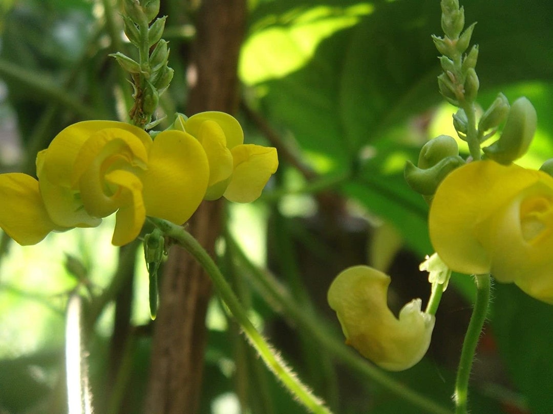 Dolichos Biflorus Flower seeds for Planting - Pollinator Friendly, Heirloom & GMO Free Seeds for Home Garden
Sale for planting in home garden.