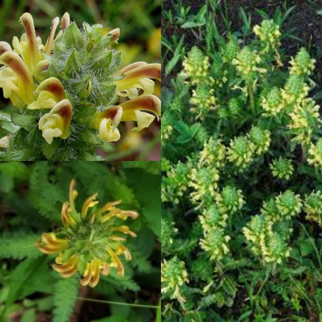 Lousewort Flower seeds for Planting - Perfect for Borders, Heirloom & GMO Free Seeds for Home Garden
Sale seeds for planting in home garden