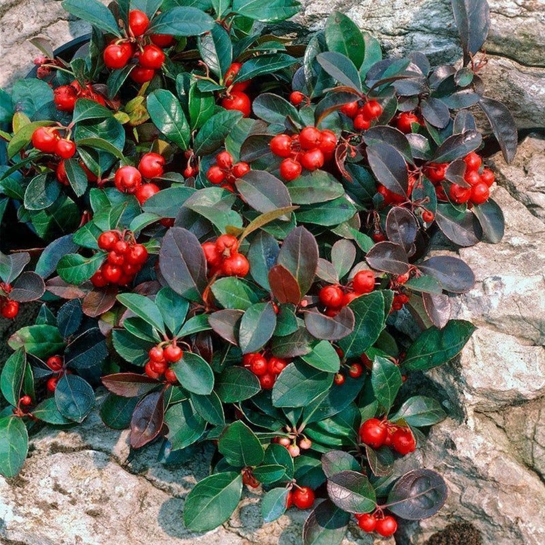 Red Gaultheria Flower seeds for Planting - Pollinator Friendly, Heirloom & GMO Free Seeds for Home Garden
Sale for planting in home garden.