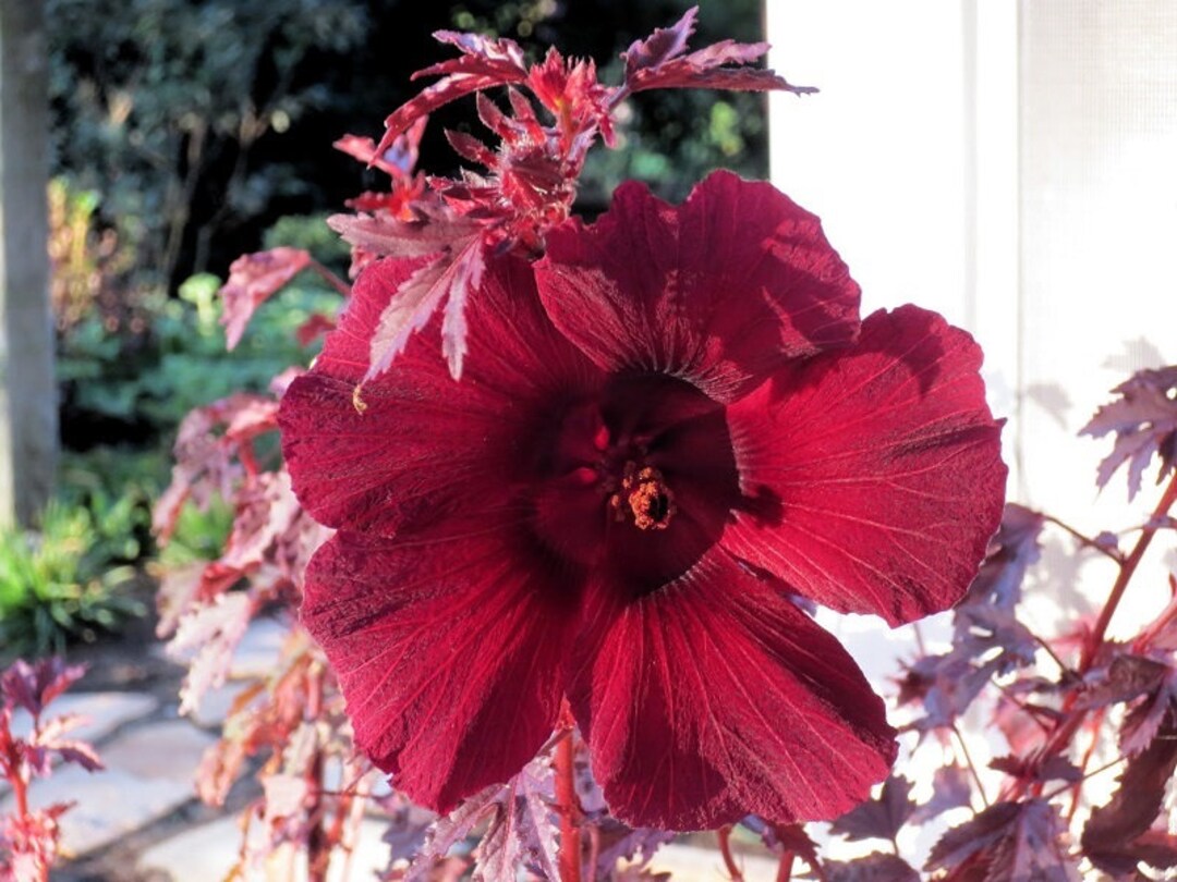 Maroon Hibiscus Flower seeds for Planting - Wildflower Mix, Heirloom & GMO Free Seeds for Home Garden
Sale for planting in home garden.
