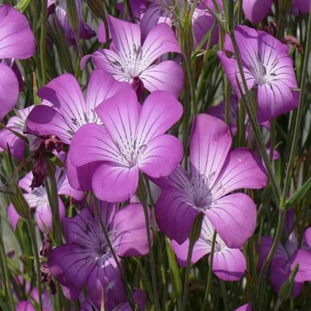 Semillas de flores de Agrostemma