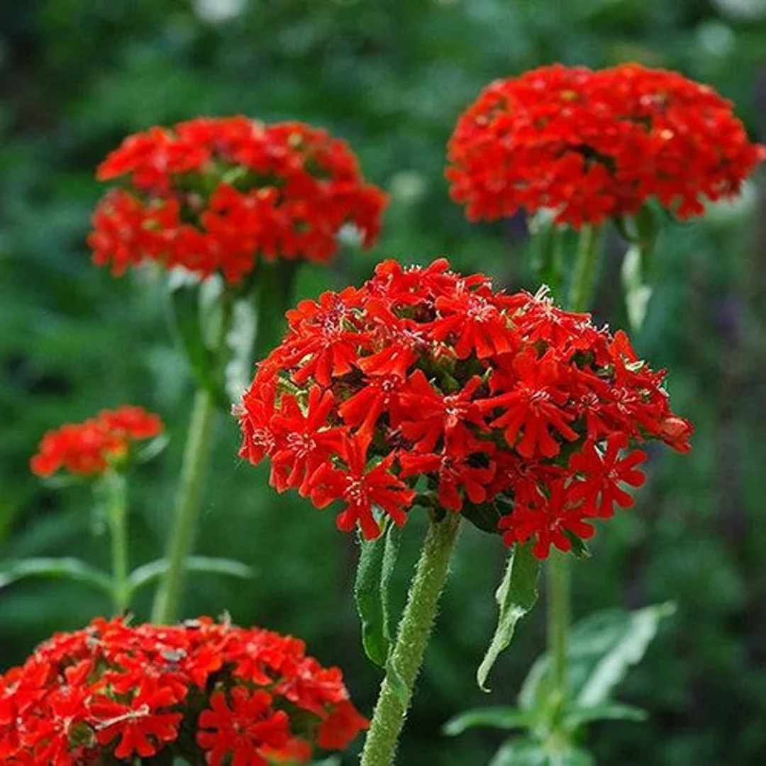 Red Lychnis Flower Seeds
