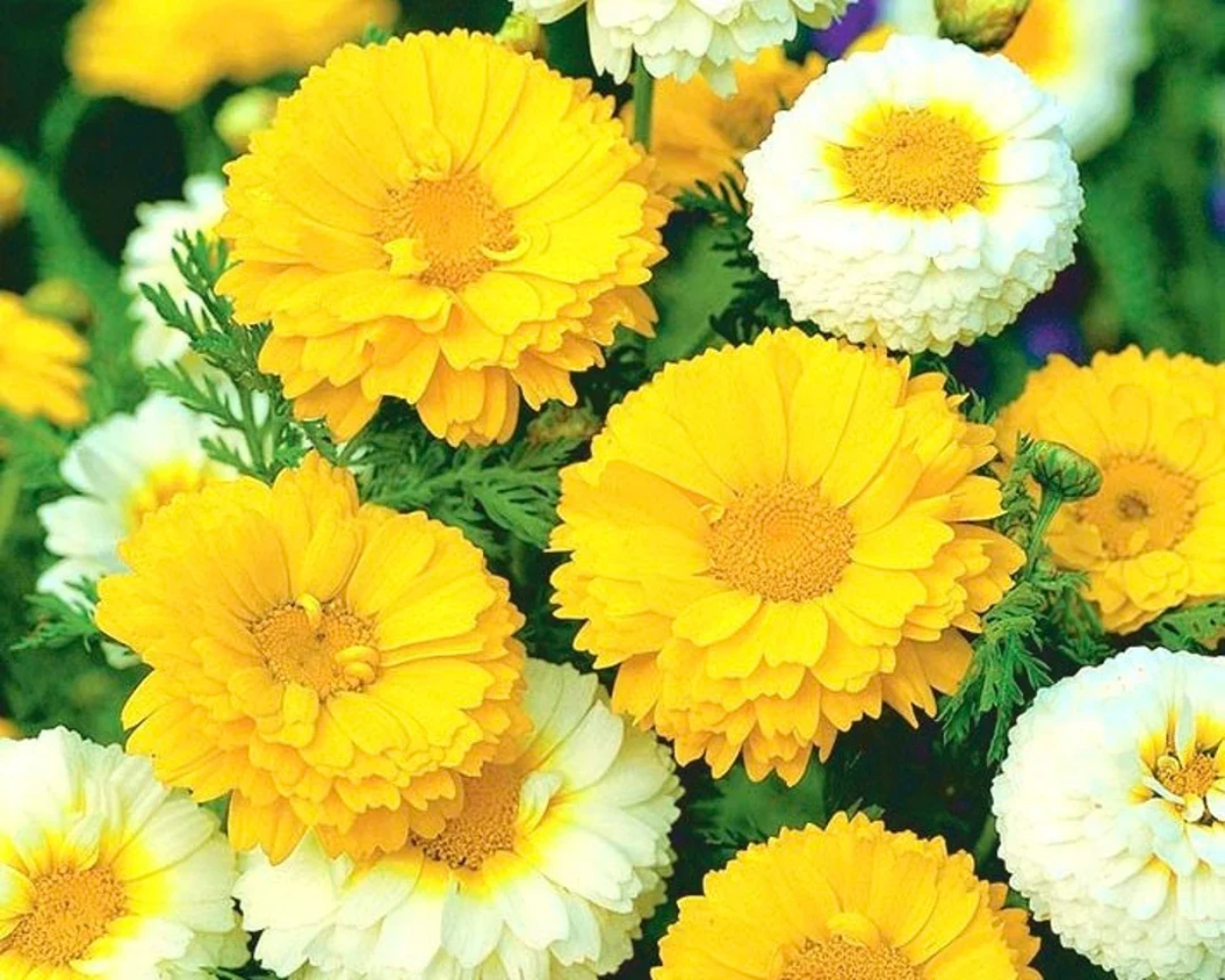 Garland Chrysanthemum Flower Seeds