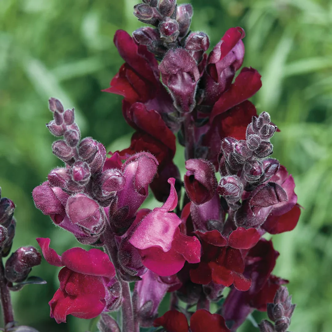 Black Prince Snapdragon Flower Seeds