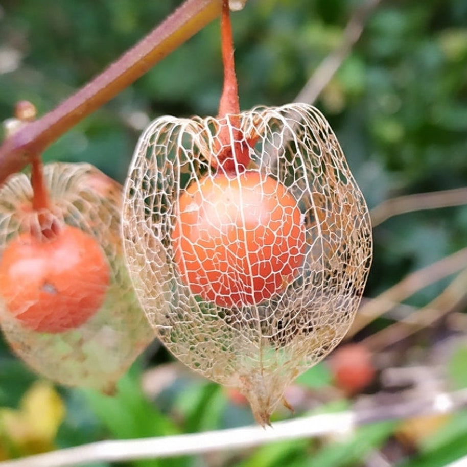 Graines de fruit de cerise à vessie de lanterne