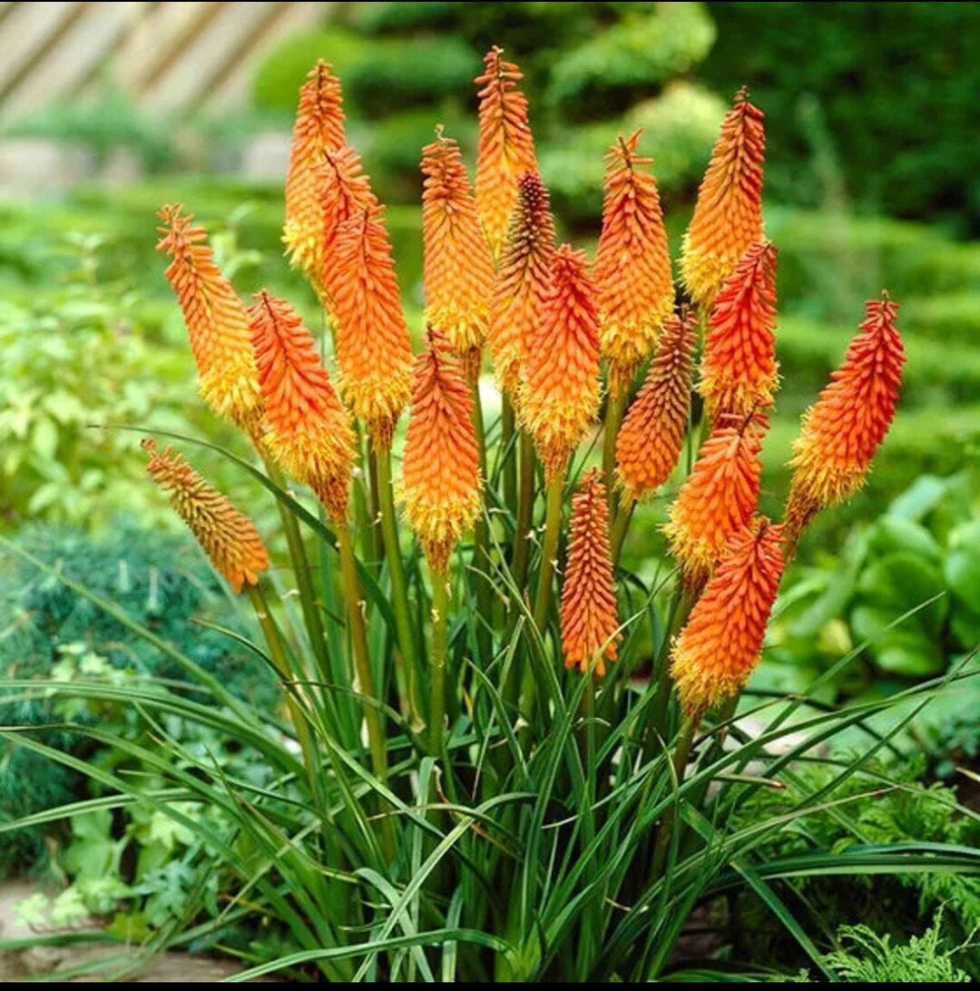 Uvaria Flower seeds for Planting - Cottage Garden Essential, Heirloom & GMO Free Seeds for Home Garden
Sale for planting in home garden.