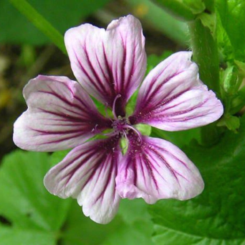 Zebra Mallow Flower Seeds