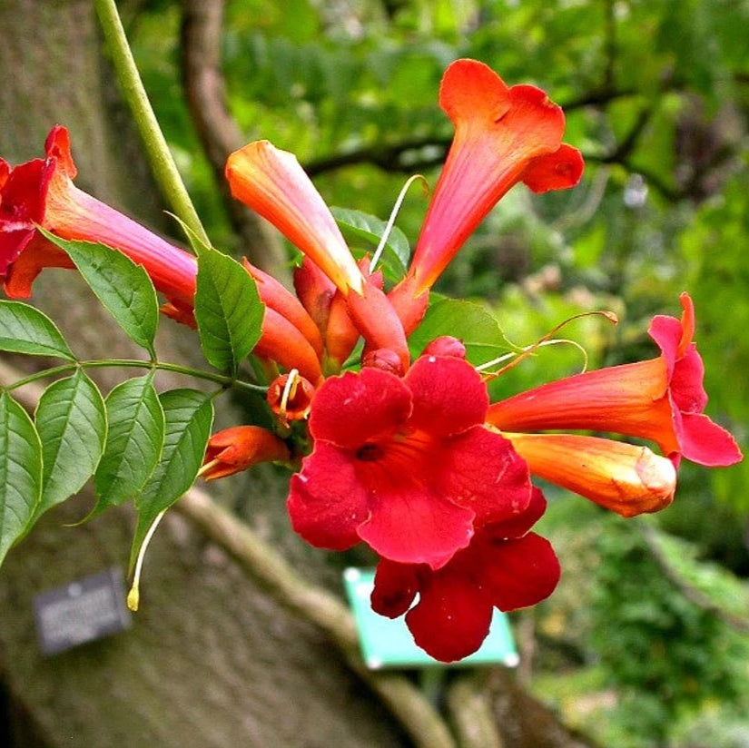Semillas de flor de enredadera de trompeta (Campsis radicans)