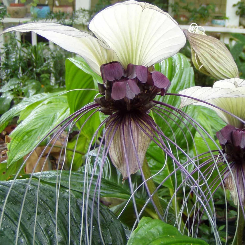 Weiße Fledermausblume Tacca Integrifolia Blumensamen