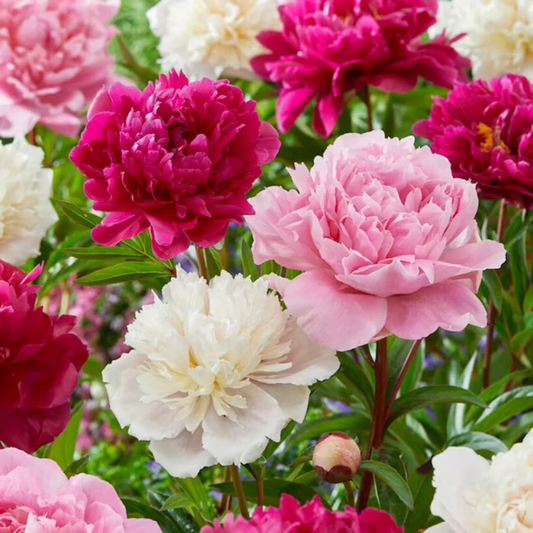 Peony Flower Seeds for Planting – Heirloom, Non-GMO, Easy to Grow, Perennial Blooms