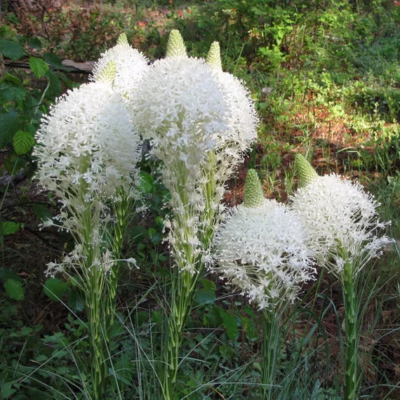 Bear Grass or Xerophyllum Tenax Flower seeds for Planting Bright Blooms Heirloom & GMO Free Seeds for Home Garden
Sale for planting in home garden