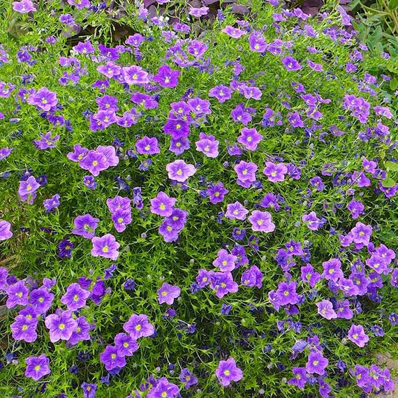 Cupflower Seeds