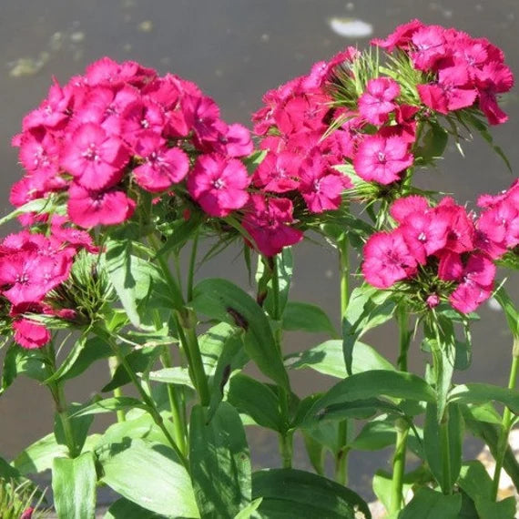 Pink Dianthus Flower seeds for Planting Compact Growth Heirloom & GMO Free Seeds for Home Garden
Sale seeds for home garden planting