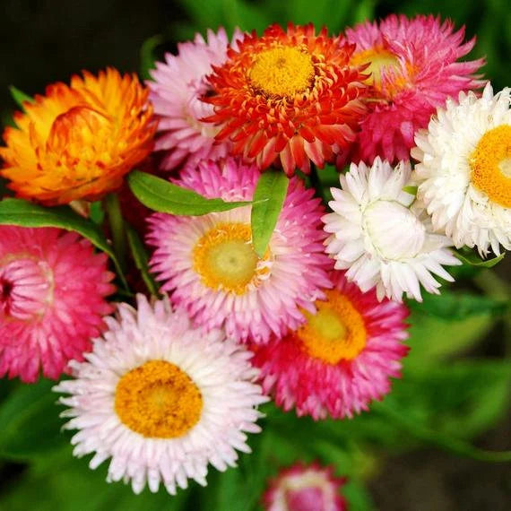Mixed Helichrysum Flower seeds for Planting - Long Bloom Season, Heirloom & GMO Free Seeds for Home Garden
