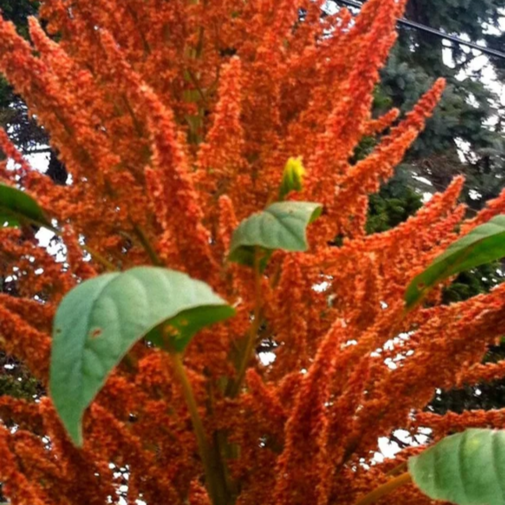 Amaranthus Orange Giant Seeds - Bold Orange Flowering Plant for Stunning Garden Displays