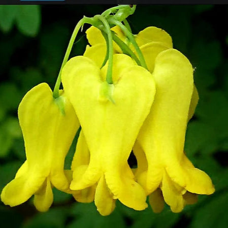 Yellow Bleeding Heart Flower Seeds