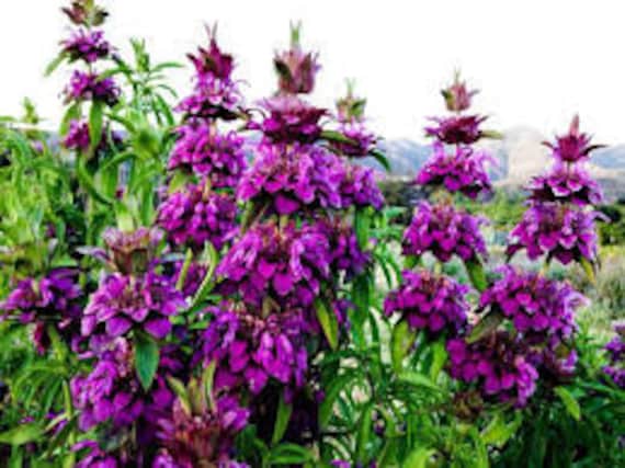 Purple Bergamot Flower seeds for Planting - Garden Favorite, Heirloom & GMO Free Seeds for Home Garden
Sale for planting in home garden