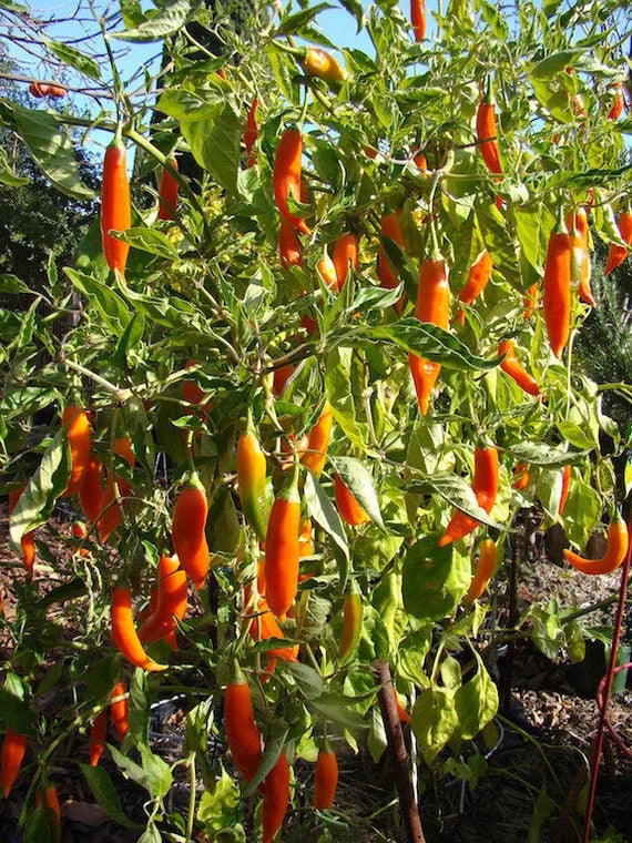 Aji Amarillo Pepper Vegetable Seeds
