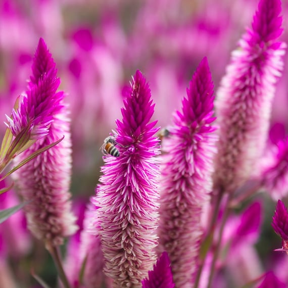 Flamingofederblumensamen (Celosia Spicata)