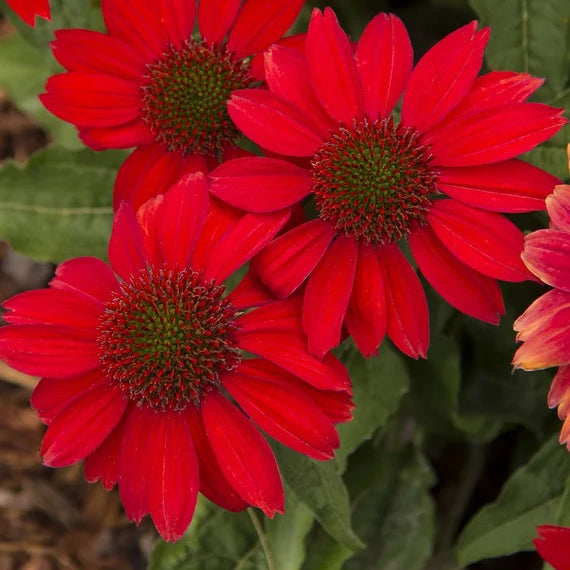 Red Coneflower Flower Seeds