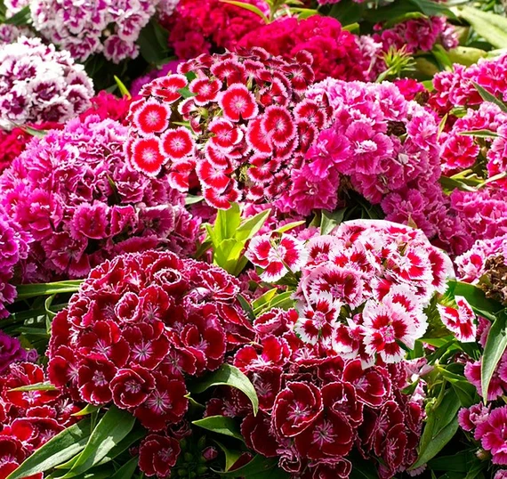 Heirloom Dianthus Flower seeds for Planting Premium Quality Heirloom & GMO Free Seeds for Home Garden