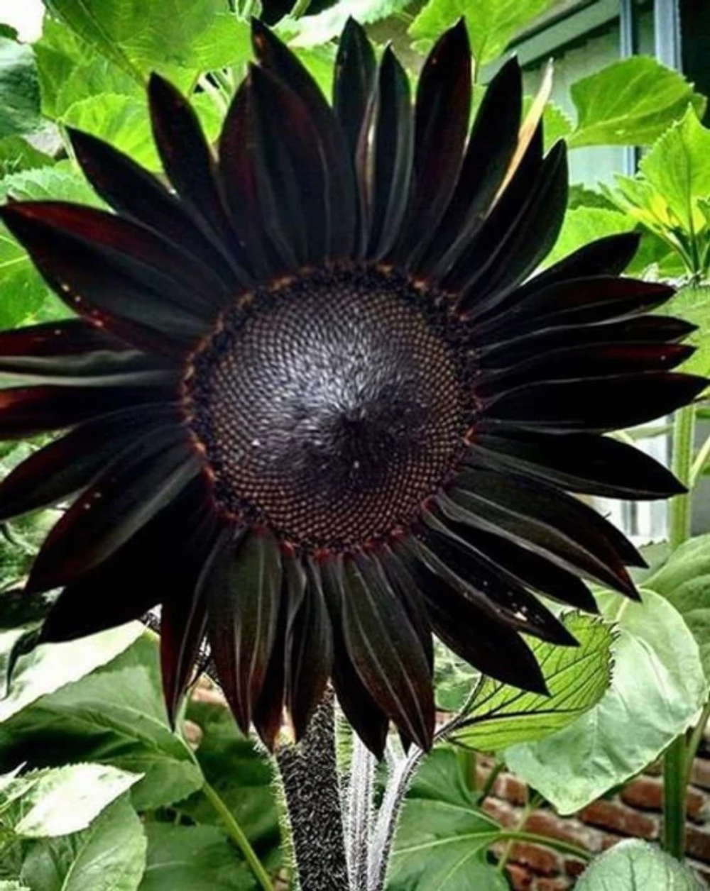Black Sunflower Seeds