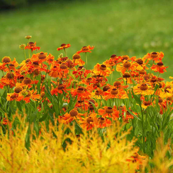 Helenium Autumnale Flower Seeds