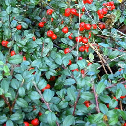 Kriechende Wintergrün-Kräutersamen