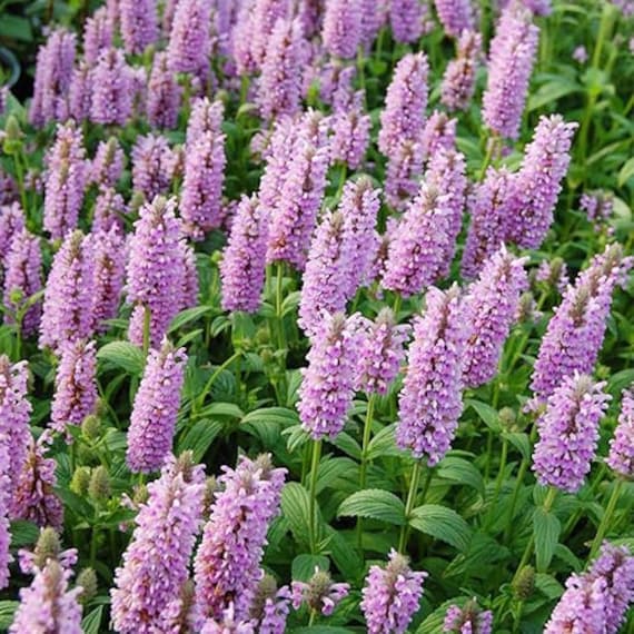 Nepeta Parnassica Flower seeds for Planting - Bright Blooms, Heirloom & GMO Free Seeds for Home Garden
Sale seeds for planting in home garden